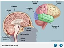 Drawing of brain lobes